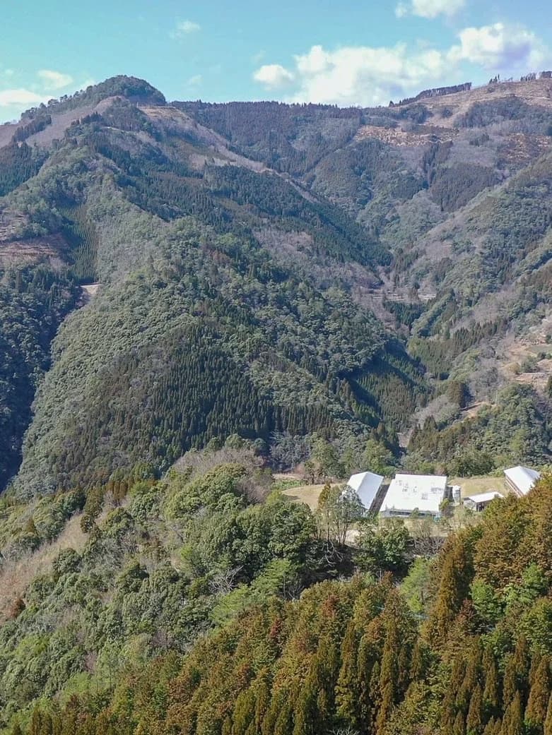 諸塚村で長期平飼いされる諸塚村 山麓地鶏